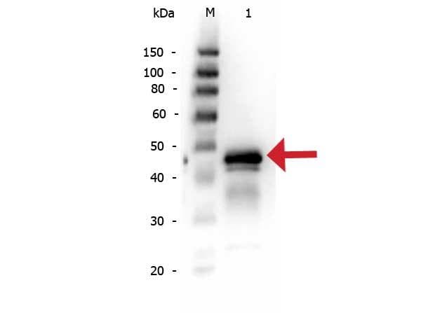 Ovalbumin Antibody