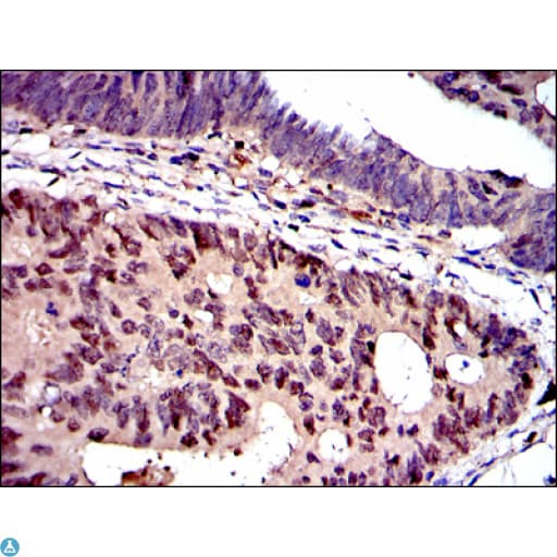 Monoclonal Mouse anti-Human MCM2 Antibody (IHC, WB)