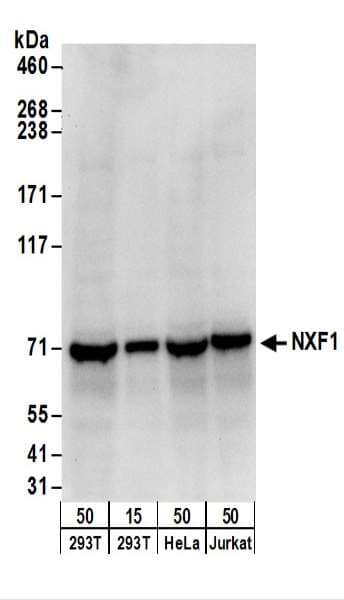 NXF1 / TAP Antibody (aa1-50)