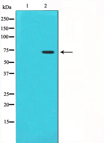 PTGS1 / COX-1 Antibody