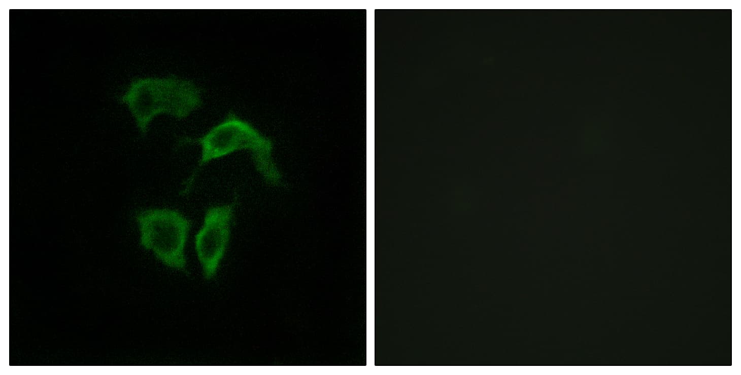 OR2A4 Antibody (aa231-280)