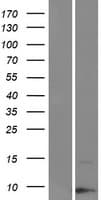 KRTAP19-3 Protein (Over-Expression Lysate Myc-DDK (Flag))
