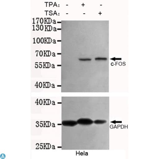 FOS / c-FOS Antibody