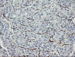 PECAM-1 / CD31 Antibody (clone OTI2A4, Carrier-free)
