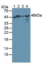 BCKDK Antibody (aa44-223, PE)