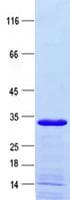 Human OTUD4 Protein (Recombinant ABP-His, N-terminus)