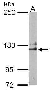 NCKAP1 / NAP125 Antibody (aa693-936)