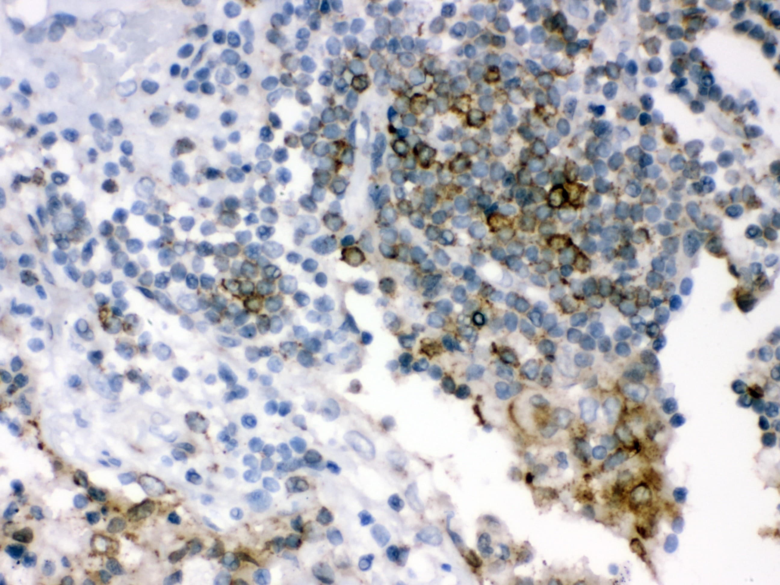 p66 / SHC Antibody (aa536-564)