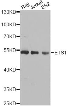 IHC-plus™ ETS1 / ETS-1 Antibody