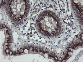 SLA2 / SLAP2 Antibody (clone OTI1F7)