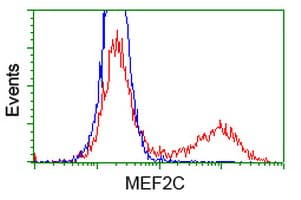 MEF2C Antibody (clone OTI4F7)