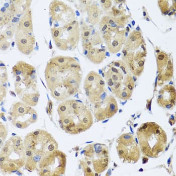 TAF15 Antibody