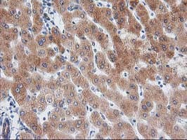 BAIAP2 / IRSP53 Antibody (clone OTI8G8)