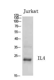 IL4 Antibody