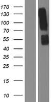 KIR3DL3 / CD158z Protein (Over-Expression Lysate Myc-DDK (Flag))