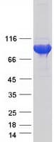 Human SHCBP1L / C1orf14 Protein (Recombinant Myc-DDK (Flag))