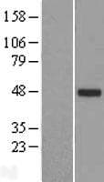 TTLL10 Protein (Over-Expression Lysate Myc-DDK (Flag))