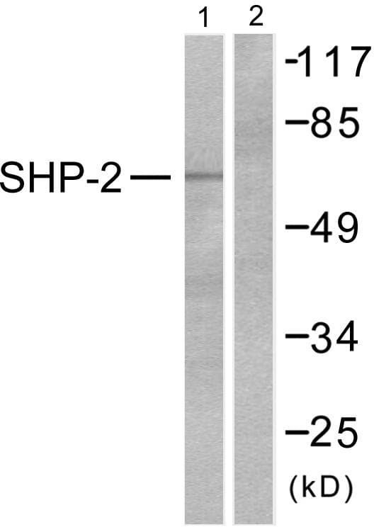 PTPN11 / SHP-2 / NS1 Antibody (p542)