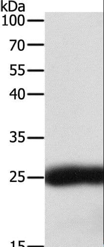 PathPlus™ SNAP25 Antibody