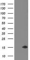 NDUFA7 Antibody (clone OTI2A4, Carrier-free)