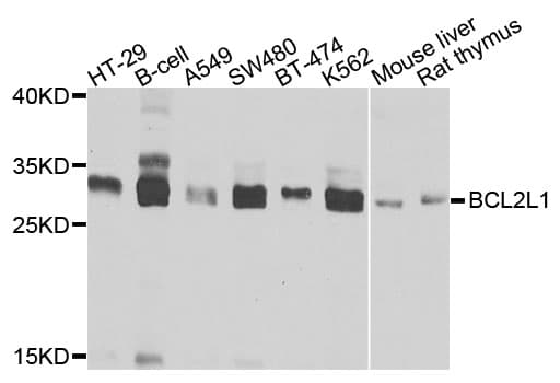 BCL2L1 / BCL-XL Antibody