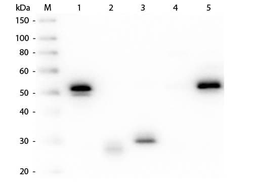 Polyclonal Mouse Anti-Rabbit IgG Secondary Antibody (FITC, IF, WB)