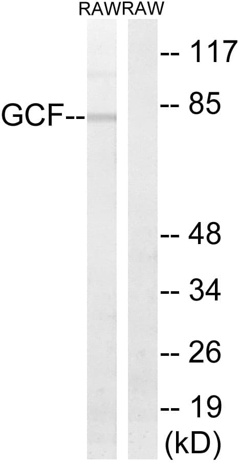 PAXBP1 / GCFC1 Antibody (aa141-190)
