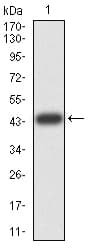 TRIM25 Antibody (clone 5B5B10)