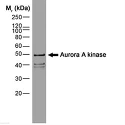 Monoclonal Mouse anti-Human AURKA / Aurora-A Antibody (clone 35C1, N-Terminus, IF, WB)