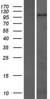 ZHX3 Protein (Over-Expression Lysate Myc-DDK (Flag))