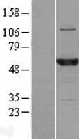MB21D2 Protein (Over-Expression Lysate Myc-DDK (Flag))