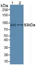 VIL1 / Villin Antibody (aa1-320)