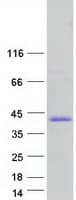 Human PAX8 Protein (Recombinant Myc-DDK (Flag))