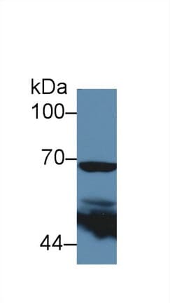PTGS2 / COX2 / COX-2 Antibody (aa240-351, FITC)
