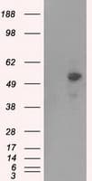 PRKAR2A Antibody (clone OTI1C4)