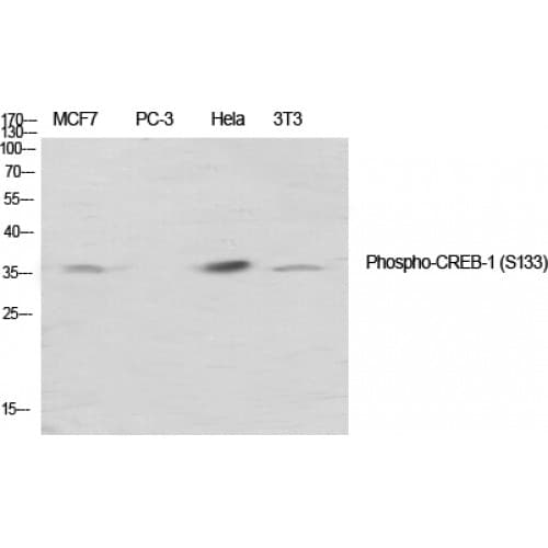 CREB1 / CREB Antibody (70-150 aa)