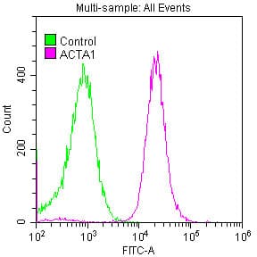 ACTA1 / Skeletal Muscle Actin Antibody