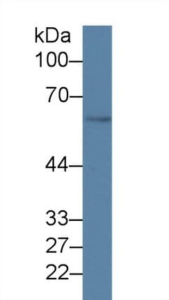 GDF5 / GDF-5 Antibody (aa358-495)