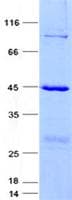Human KLRC4 Protein (Recombinant GST, N-terminus + His, C-terminus)