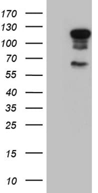ELF1 Antibody (clone OTI2G9, Carrier-free)