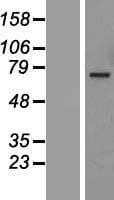 ANGEL1 Protein (Over-Expression Lysate Myc-DDK (Flag))
