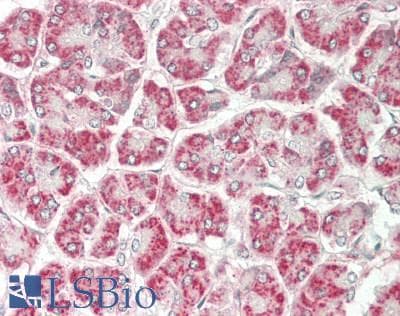 ADCY7 / Adenylate Cyclase 7 Antibody (aa806-1052)