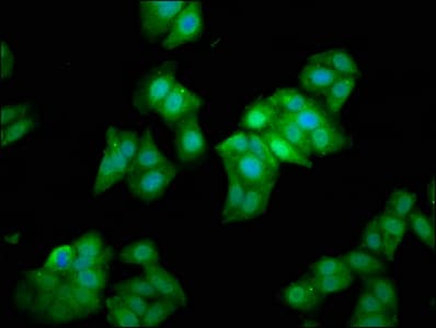 METAP1 Antibody
