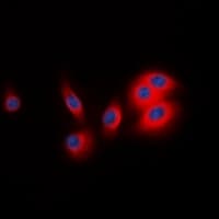 BCAR3 Antibody (C-Terminus)