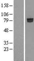 SHCBP1 Protein (Over-Expression Lysate Myc-DDK (Flag))