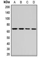STAM1 / STAM Antibody