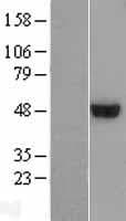 ARMT1 Protein (Over-Expression Lysate Myc-DDK (Flag))
