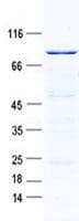 Human PPAN Protein (Recombinant GST, N-terminus + His, C-terminus)