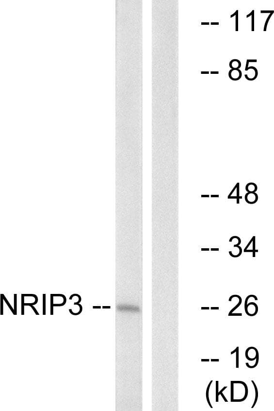 NRIP3 Antibody