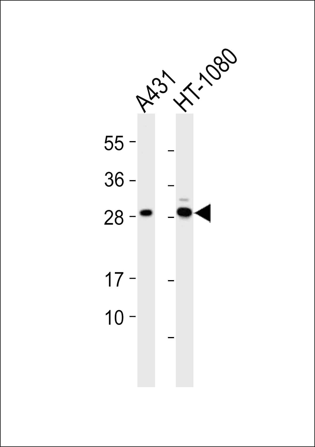 MRPL10 Antibody